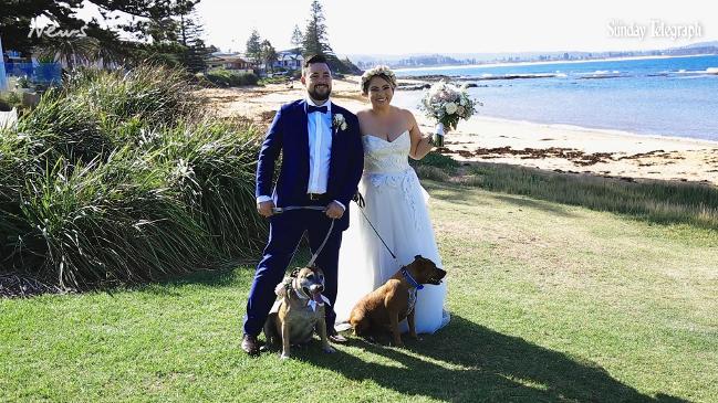 New dog wedding trend hits Sydney