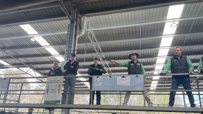 Selling action from Nutrien auctioneer Anthony Delaney at the Yea November weaner sale.