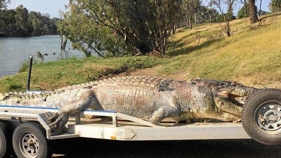 Police have released this image of the 5.2m crocodile shot in the head in the Fitzroy River.