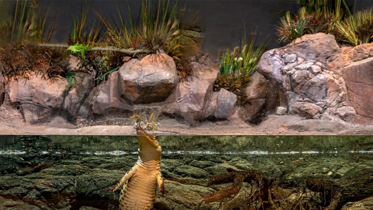 A Nile crocodile in the detailed habitat at the Oman Aquarium, Muscat. Photo: Advanced Aquarium Technologies.