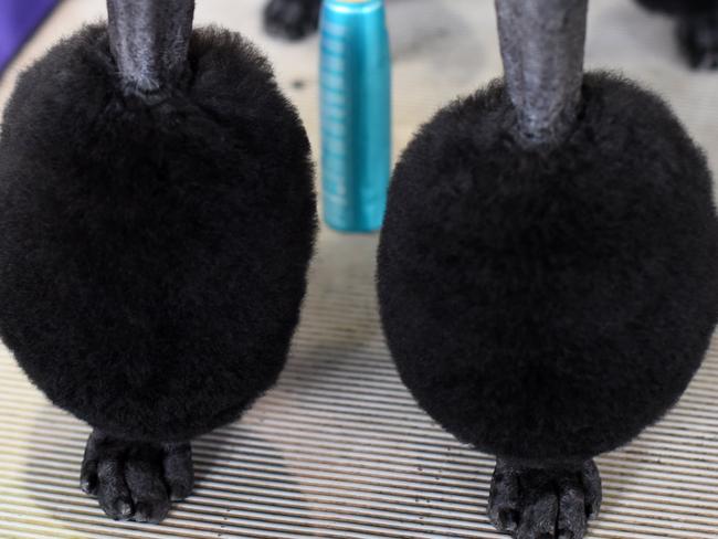 TOPSHOT - A Standard Poodle waits in the benching area on Day One of competition at the Westminster Kennel Club 142nd Annual Dog Show in New York on February 12, 2018. / AFP PHOTO / TIMOTHY A. CLARY