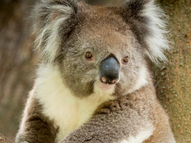 Koala, Cleland Wildlife Park, South Australia.Credit: Adam Bruzzoneescape11 july 2021kendall hill