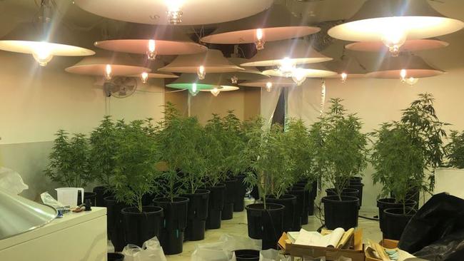 Police discovered 129 cannabis plants at the home. Picture: NSW Police