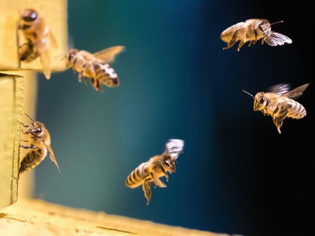 The big sting: battle for the honey bee a race against time