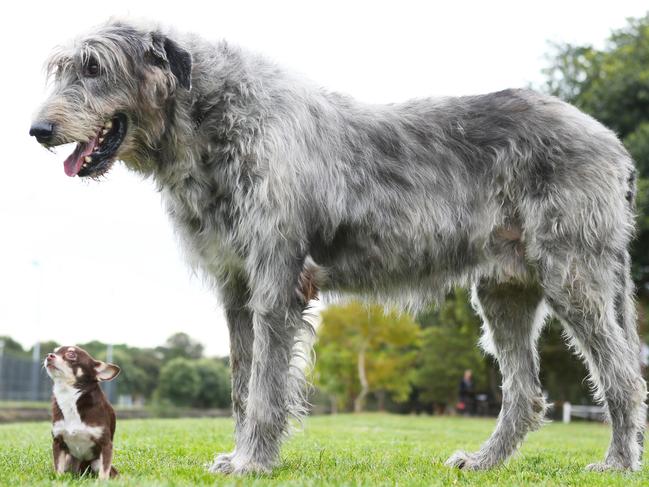 These parks are beloved by dogs of all shapes and sizes …