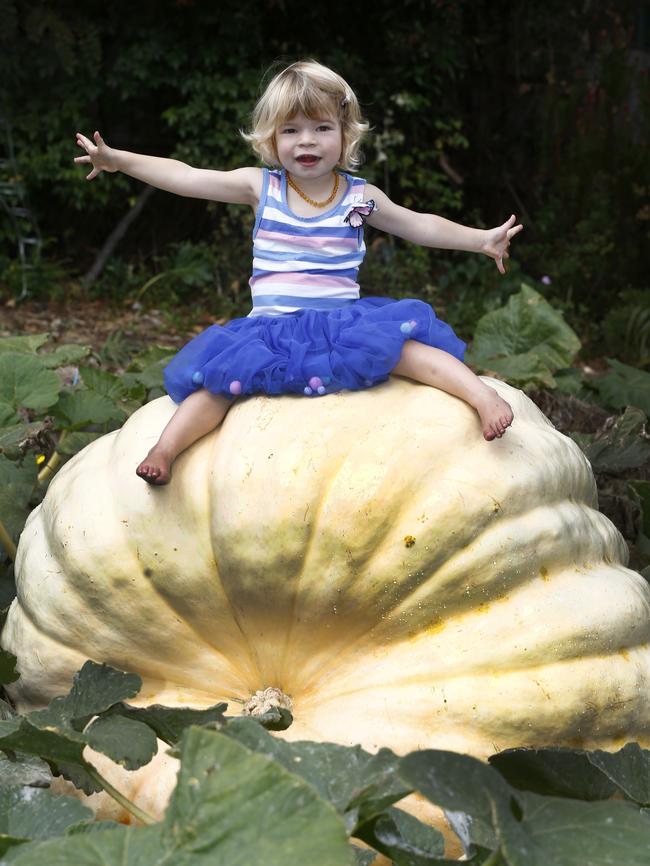 Honey Wise, 2, with the giant vegetable.