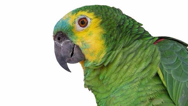 A parrot yelled 