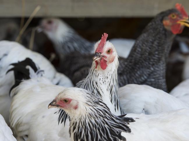 Chook farm applies to council to expand its operations