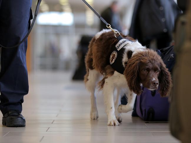 TAS COUNTRY: BYLINE - LUKE BOWDEN: Cesar, the 3 year old Spaniel checks baggage in his role as a sniffer dog for Biosecurity Tasmania at Hobart International Airport.