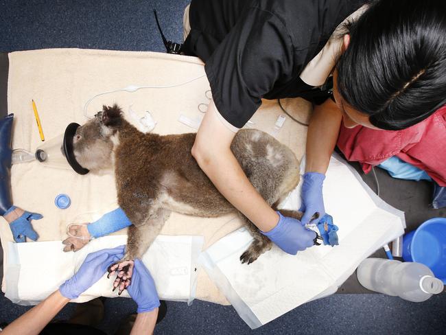 Melbourne Zoo staff care for Sandy, a male koala. Picture: David Caird