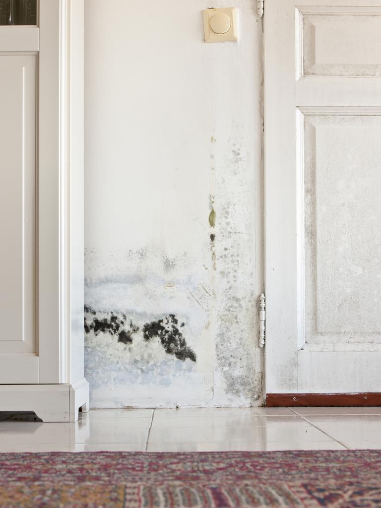 Mould and rising damp can be difficult and expensive to fix.