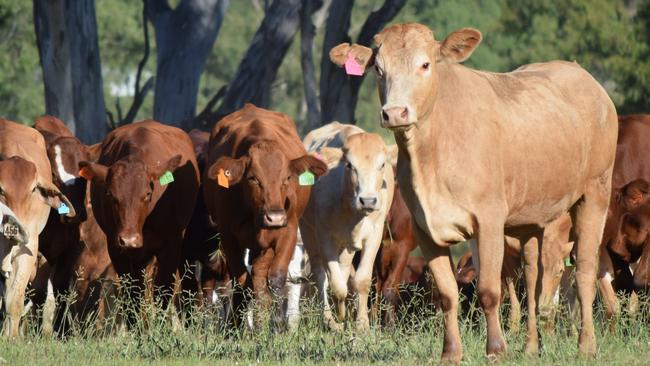 Wide Bay residents who work with livestock and native animals are encouraged to get the Q fever vaccine.