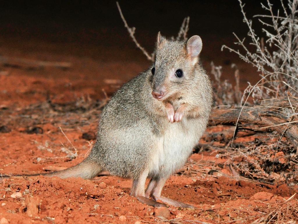 <p>The Woylie is a small marsupial with greyish-brown fur on the upperparts and flanks and pale grey fur on the underside. The tail is darkly coloured with a distinctive black brush at the end (hence the species’ common and scientific name). Adult males grow to 36 cm (head-body) and 1.8 kg. Females are slightly smaller than males. The Woylie population has declined from 225,000 to between 10,000 – 20,000 in the last 15 years. Picture: Australian Wildlife Conservancy</p>