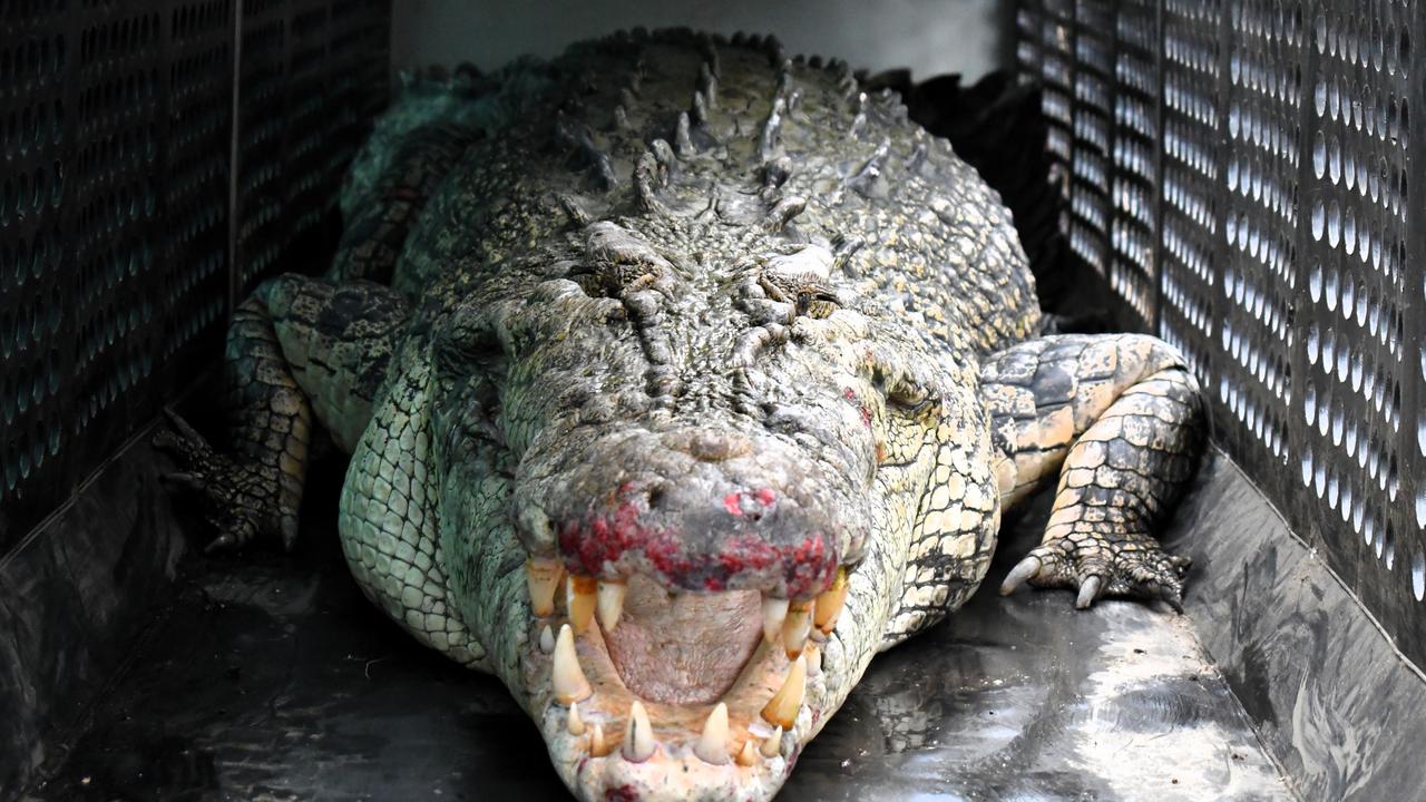 The report found most people who were killed by a saltwater crocodile were swimming at the time. Picture: Cameron Bates