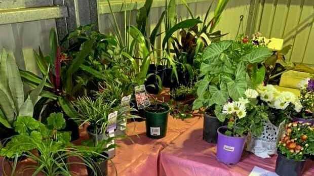 Pick up some new plants for the garden at the markets. Picture: Nicole Collins