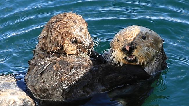 Adorable Otter Pup and Mum