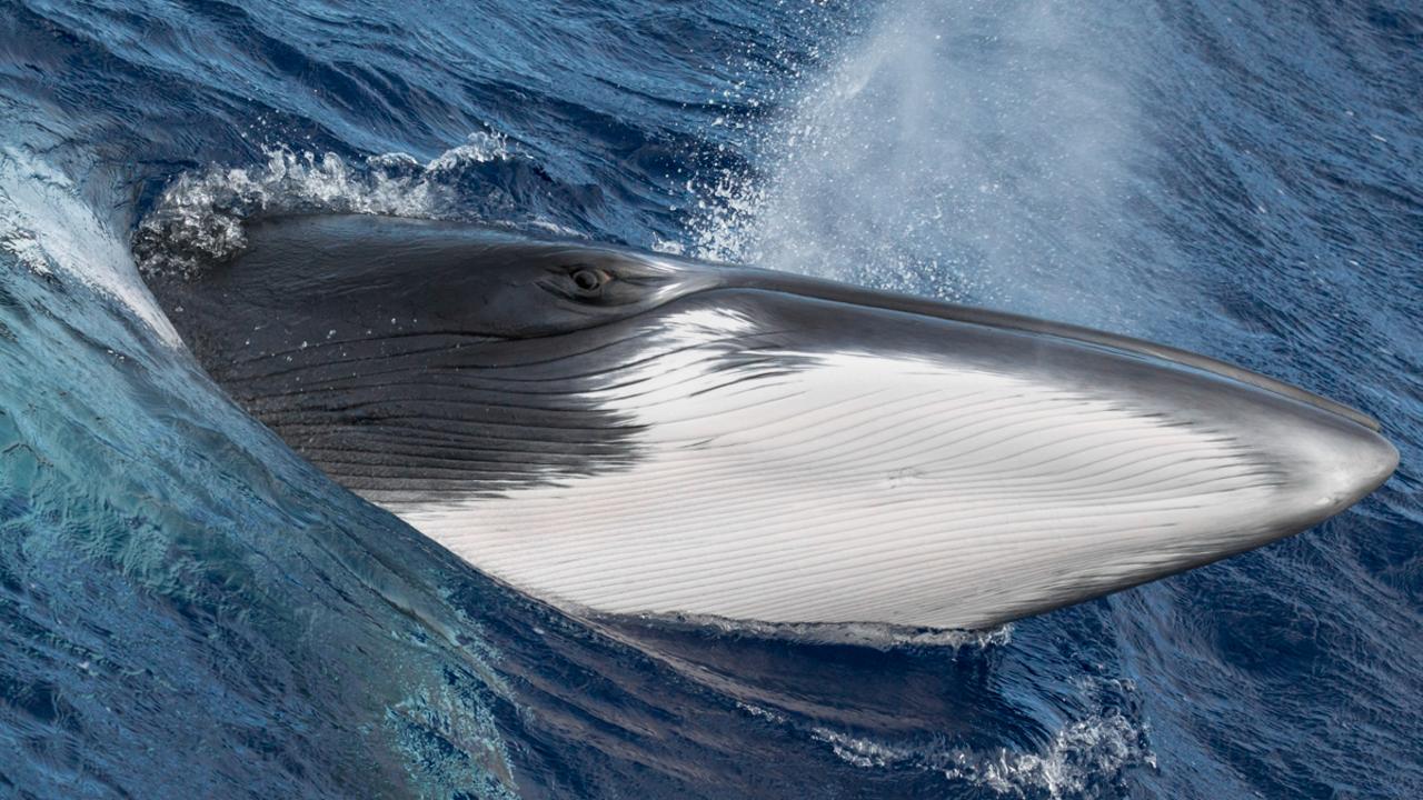 Pam Osborn, Western Australia DWARF MINKE WHALE, BALAENOPTERA ACUTOROSTRATA Ribbon Reefs, Great Barrier Reef, Queensland