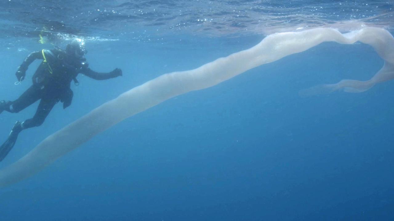 Worm-like pyrosome sea creature stuns New Zealand divers | Daily Telegraph