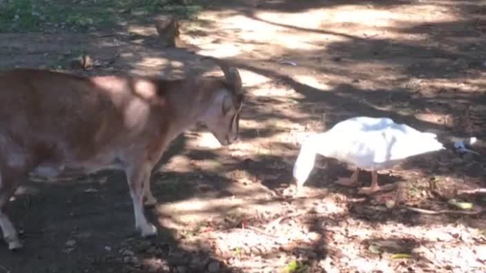 Goat vs Goose