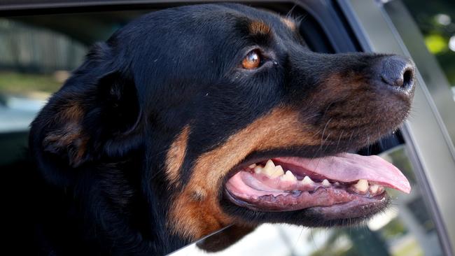 Layla the rottweiler dosn't like waiting in a hot car.  PICTURE: STEWART McLEAN