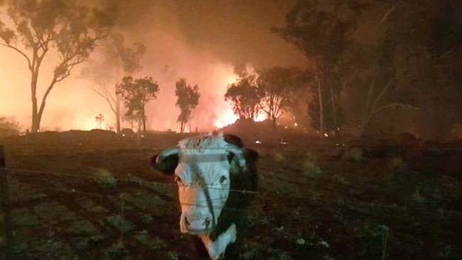 Residents have been rescuing animals from the firefront in Canungra and nearby Binna Burra.