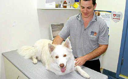 Veterinarian Dr Ray Austin minutes before he removed a paralysis tick attached to Bootsy’s throat. Picture: Rodney Stevens.