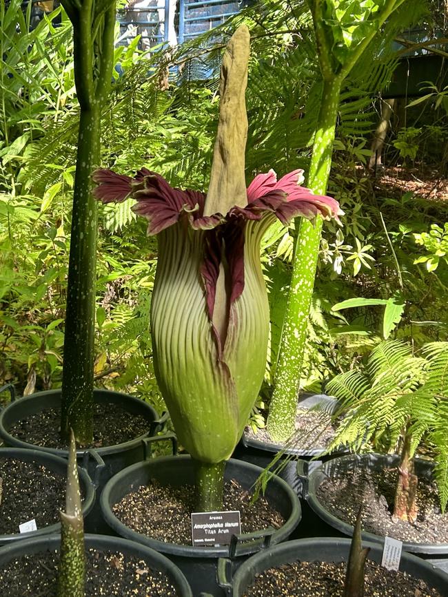 The corpse flower is known for its rotting-flesh smelling bloom. Picture: Kitty Barr