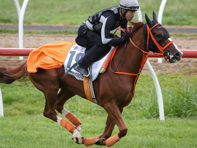 Melbourne Spring Carnival. International horses during track work at Werribee Racecourse. Japanese horse Curren Mirotic works the track this morning.Picture : Ian Currie