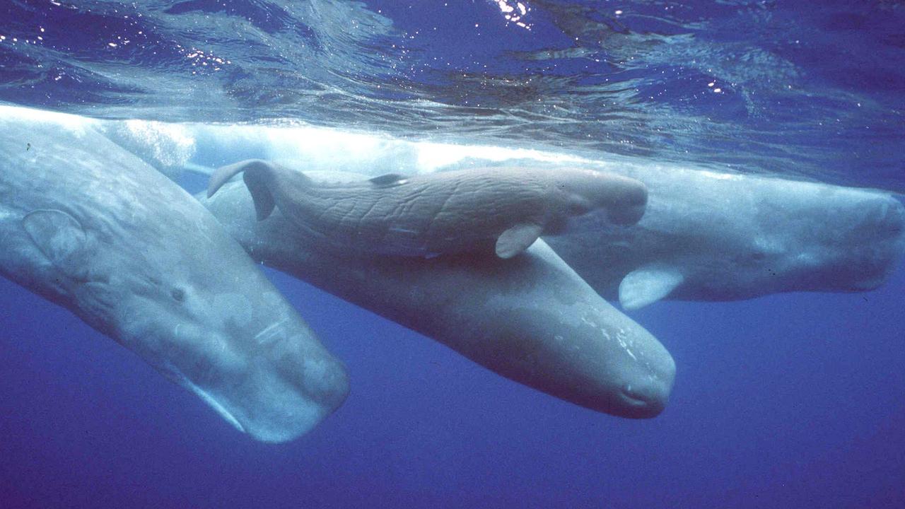 Sperm whales could use an alphabet of phonetic sounds to communicate with each other, a study has found.