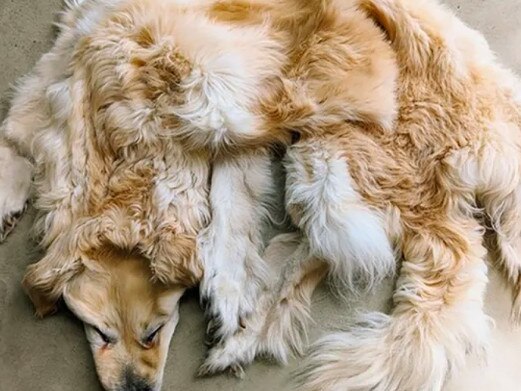 A Melbourne based taxidermist created a pelt out of a family's beloved pooch. Pictures: Facebook/Chimera Taxidermy