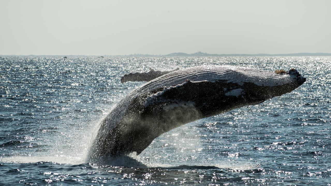 Sunreef Mooloolaba Tour Operator Predicts 2021 Whale Watching Season To ...