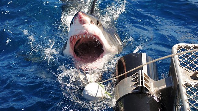 Divers spotting more great whites | The Advertiser