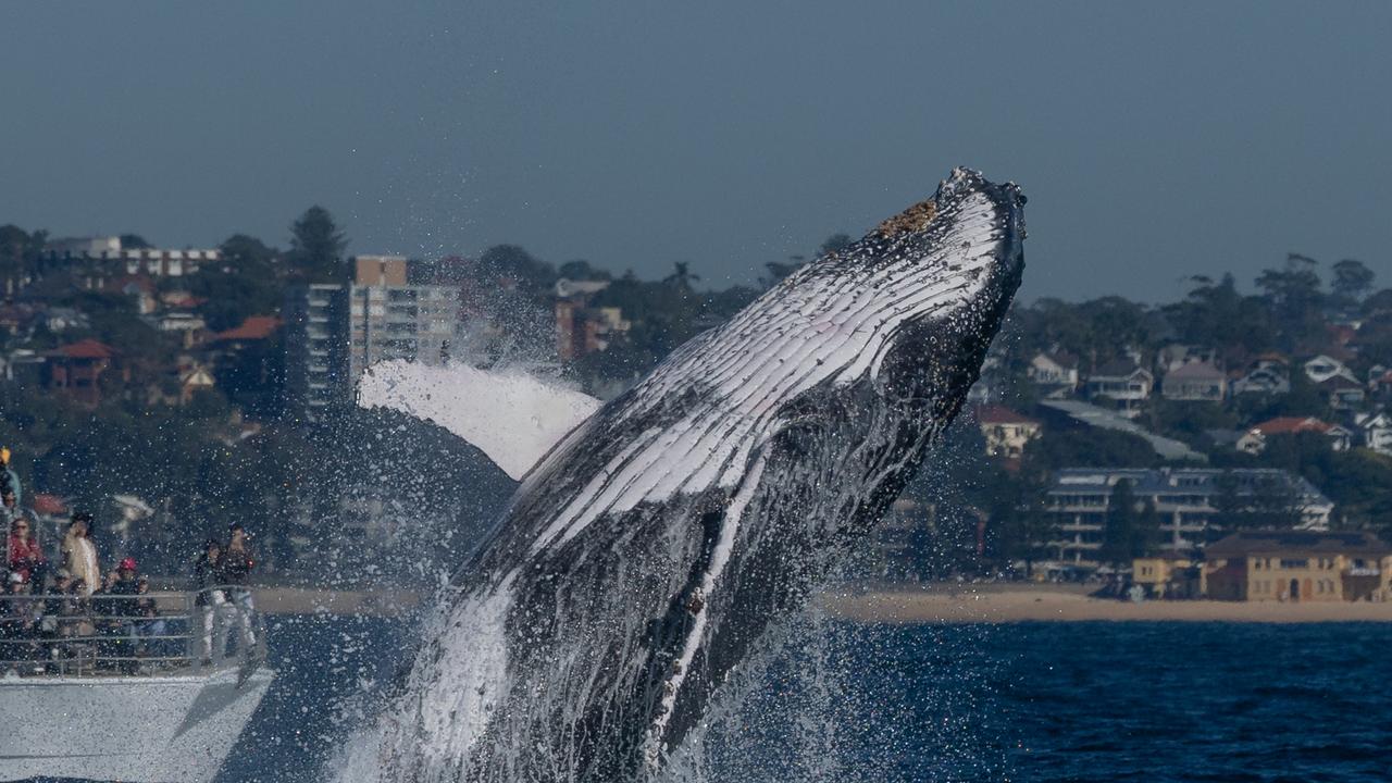 Life’s a breach if you want a whale of a good time