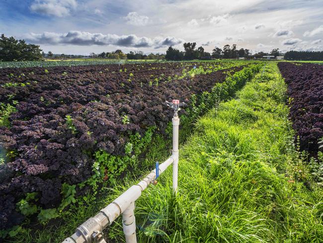 Peninsula Fresh Organics will use the $300,00 grant from the Coles Nurture Fund to transform the irrigation infrastructure on their two farms in Victoria and NSW. Picture: Rob Leeson