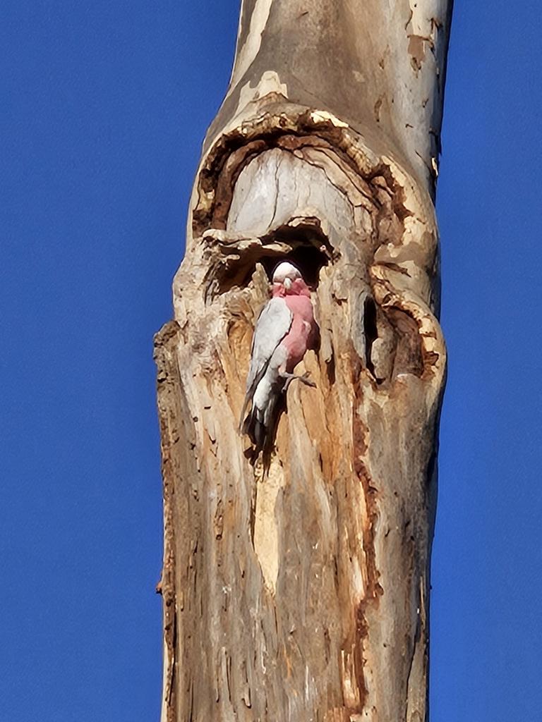 Bird life in the trees after they were pollarded. Picture: Trudi Robinson