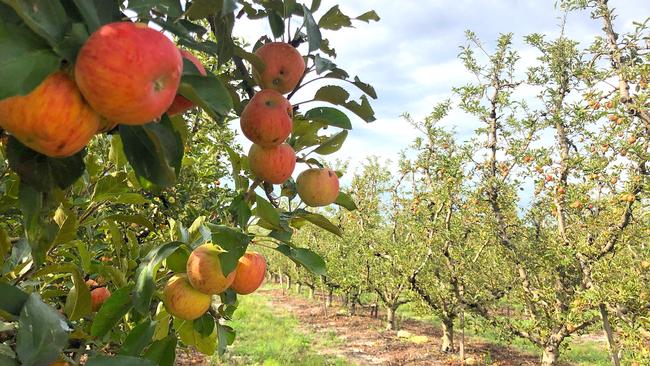 Granite Belt apple and pear growers will be able to access grants to purchase and install protective netting under the new Horticultural Netting Program.