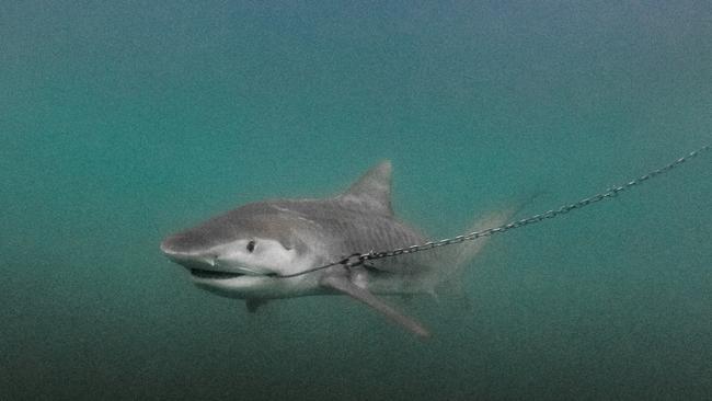 All Cairns beaches drum lines were removed from the water in the wake of a Federal Court ruling this week. Picture: Humane Society International.