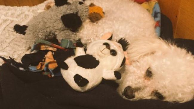 Twinkle the Dog — owner Xavier Hernandez replaced her lost puppies with stuffed toys. Picture: Xavier Hernandez