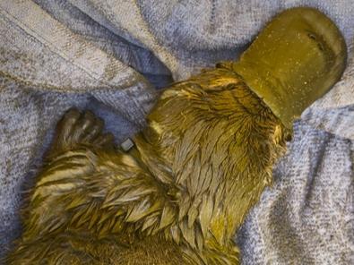 A platypus rescued from Kingston wetlands with a cable tie around its neck has died. (Supplied: WIRES)