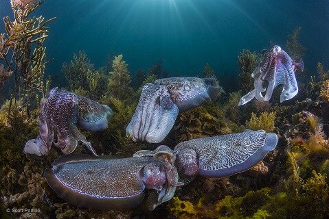 Mosman photographer Scott Portelli was a finalist in the Wildlife Photographer Of The Year 2016 Awards with his “Collective Courtship” image. Picture: Scott Portelli