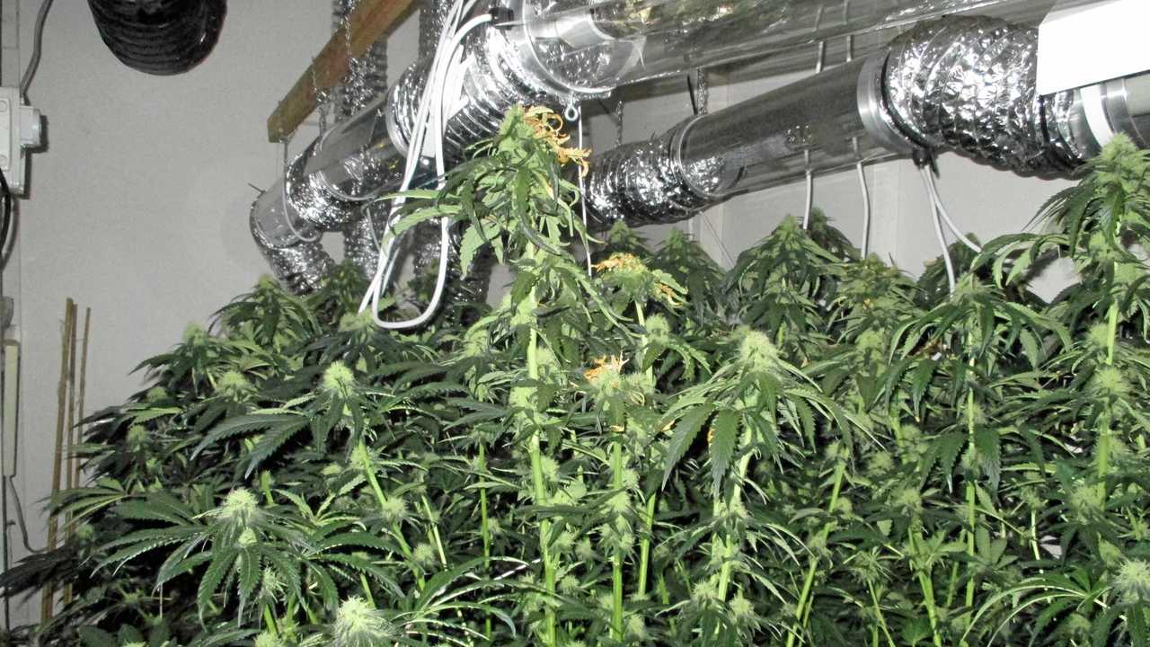 Hydroponic marijuana growing at a Gold Coast house, discovered during Operation Variety raids. Picture: QPS