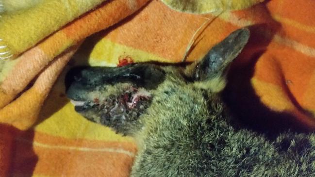 The swamp wallaby was left with horrific facial injuries after the dog attack at Red Beach, Bribie Island