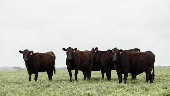 ‘Westmore’ is a key supplier to Cape Grim branded beef, and carries Greenham’s globally recognised accreditation for the grass-fed standard NEVER EVER Beef, as well as the new Greenham Beef Sustainability Standard. Picture: Supplied