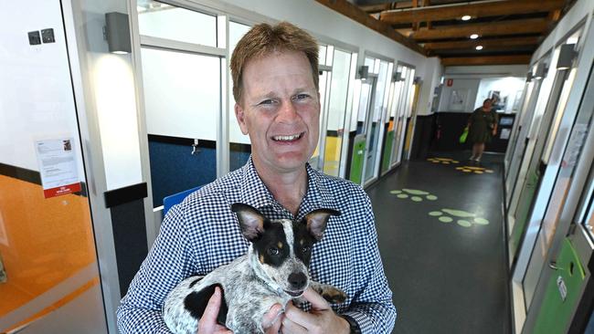 28/11/2024: Outgoing RSPCA CEO Darren Maier, with a puppy that is up for adoption, at the RSCPCA head quarters in Wacol, Brisbane. pic: Lyndon Mechielsen/Courier Mail