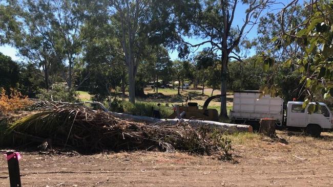 A tree felled by Gladstone Regional Council contractors this morning at Agnes Water. Indigenous locals say the trees are on a sacred site and they weren't consulted.