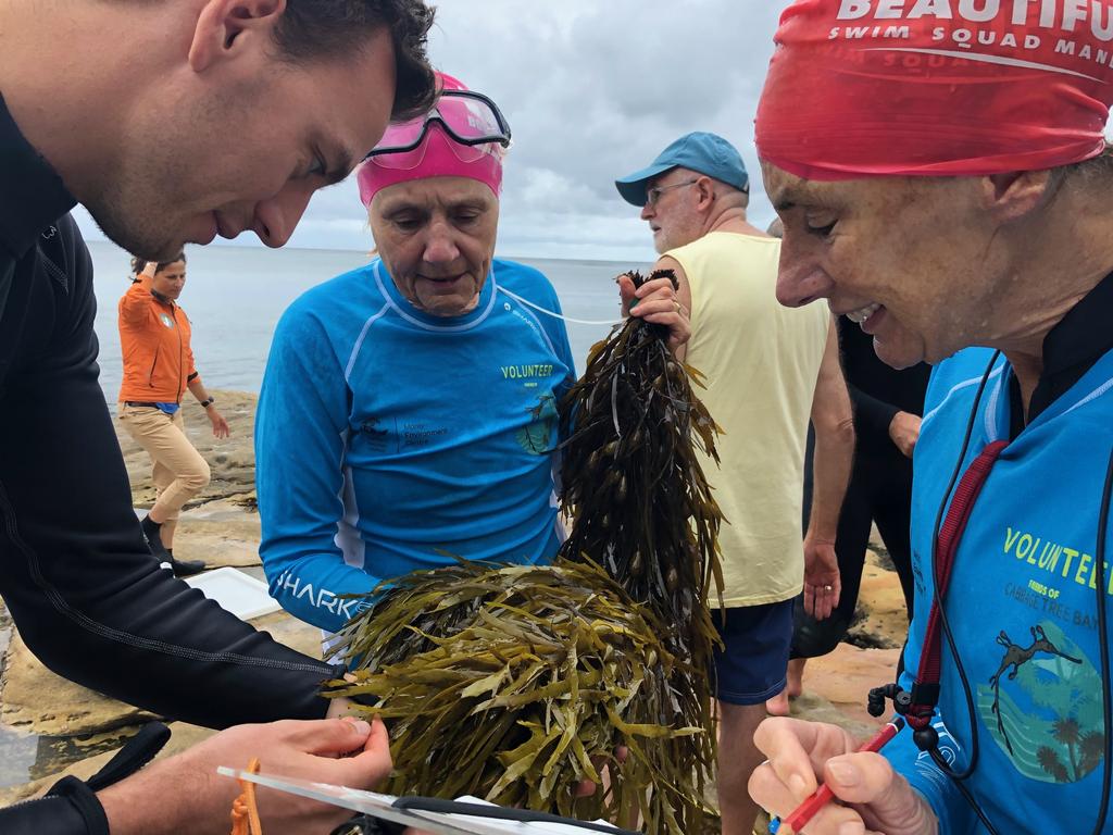 Manly Beach To See Return Of Seaweed Killed Off By Pollution 40 Years Ago Daily Telegraph 6266