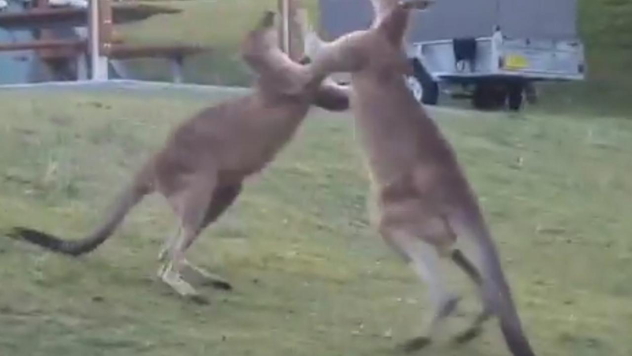 Kangaroo Fight Yoga Mat