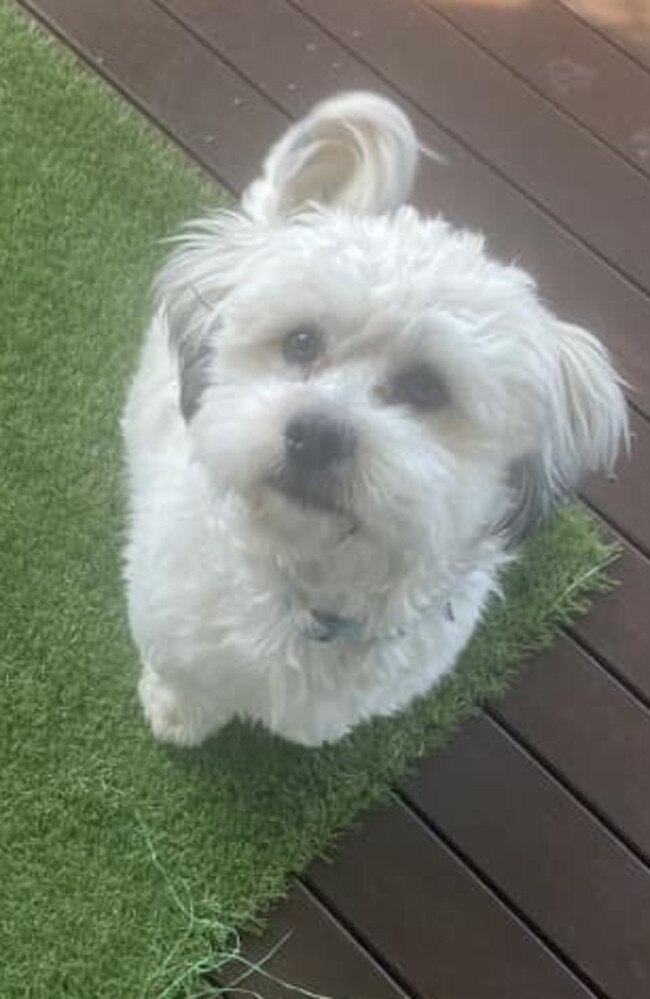 Milo: Jane-Ellen Negus' 2 year old Maltese Shih Tzu