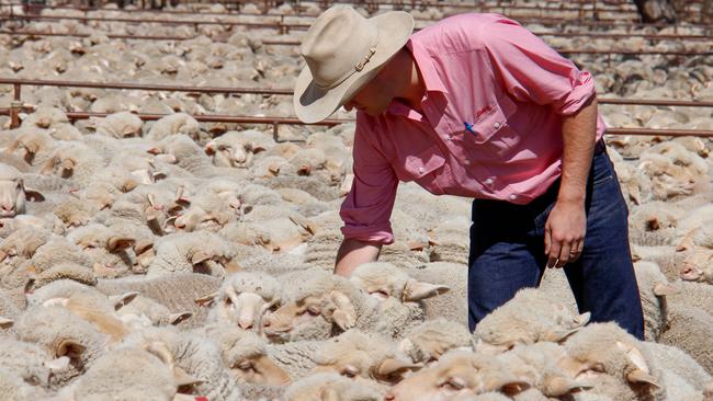 Some Riverina producers are opting to sell wether lambs early.