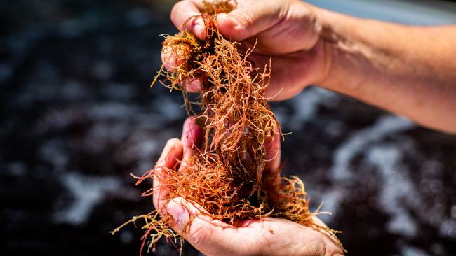 Asparagopsis is a red seaweed native to South Australia.